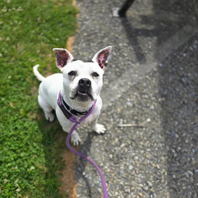 An adult medium-sized female Pit Bull Terrier dog named Lola for adoption in Philadelphia, PA