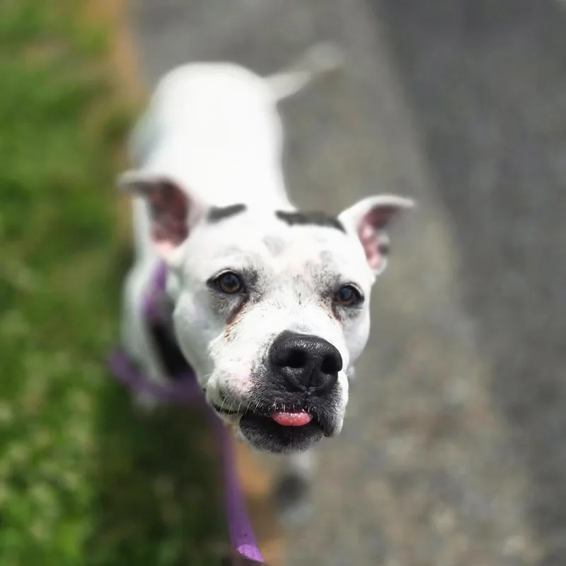 Lola thumbnail 2