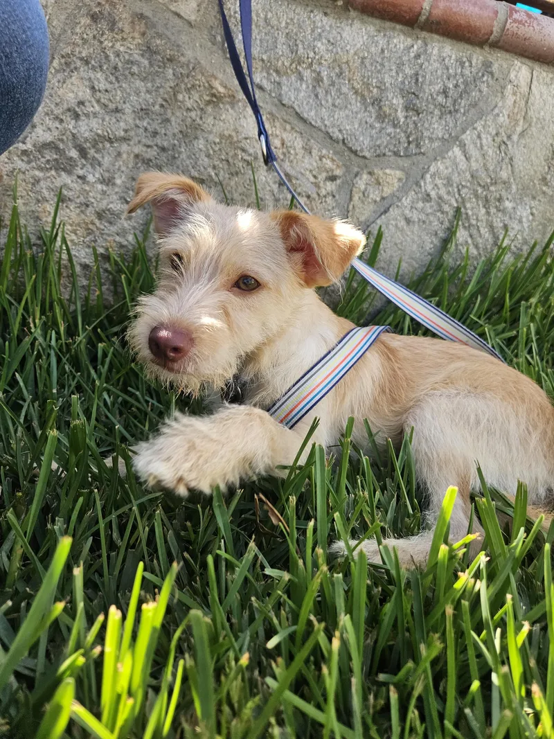 A baby small-sized male Apricot / Beige Terrier dog named Chester for adoption in Los Angeles, CA