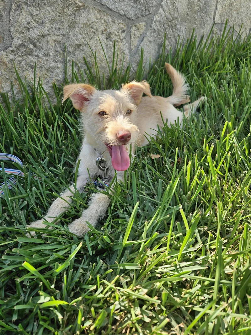 Chester thumbnail 4