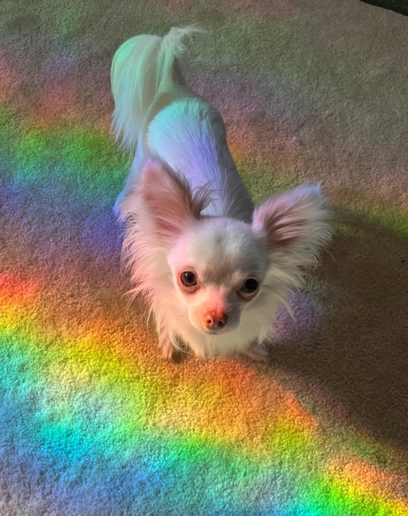 A young small-sized male Chihuahua dog named Julian for adoption in Matthews, NC