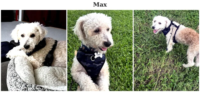 An adult small-sized male Bichon Frise dog named Max  FL for adoption in Tulsa, OK