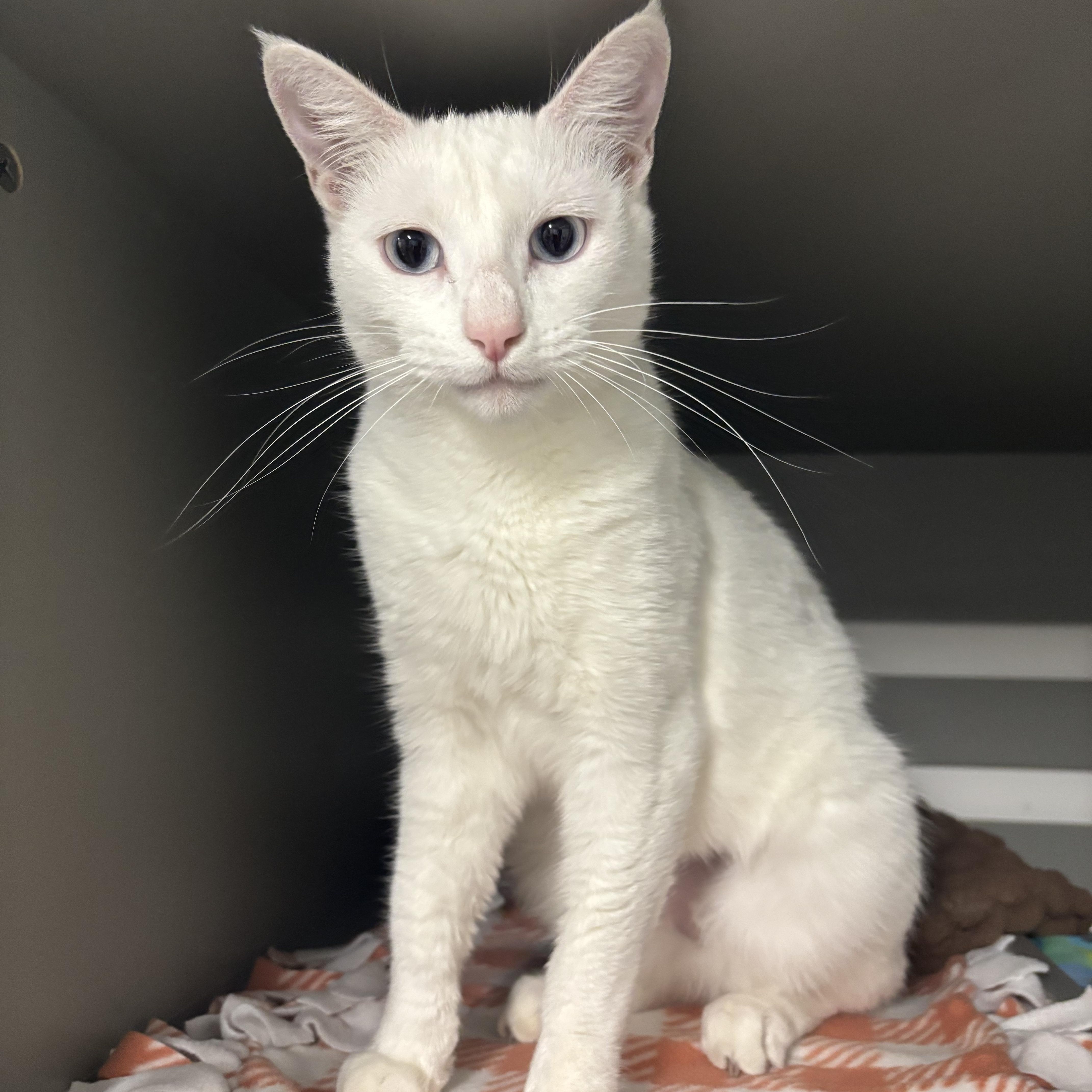 An adult medium-sized female White Domestic Short Hair cat named Annie for adoption in Renton , WA