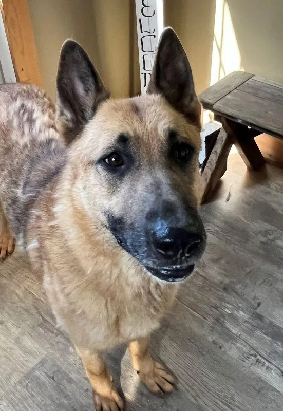 An adult large-sized male German Shepherd Dog dog named Sam for adoption in Genoa, IL