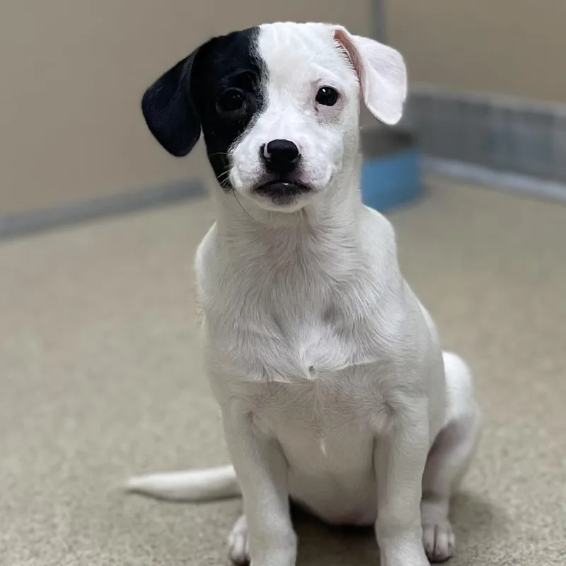 A baby small-sized female White / Cream Mixed Breed dog named Queenie for adoption in Naperville, IL