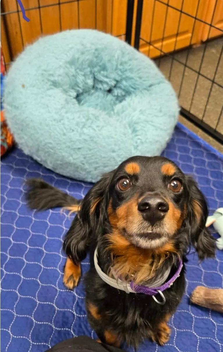 An adult small-sized male Miniature Dachshund dog named Mac for adoption in Lacona, NY