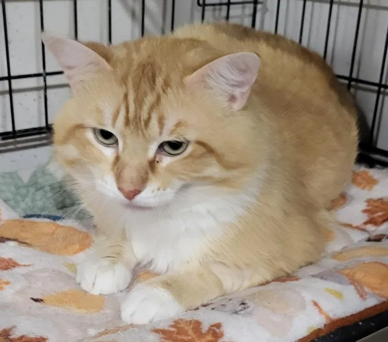 An adult medium-sized male Domestic Medium Hair cat named Leopold for adoption in St. Louis, MO