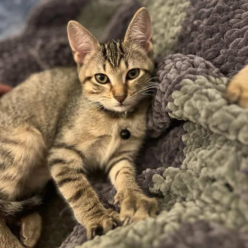 An adult medium-sized female Domestic Short Hair cat named Sissy for adoption in West Palm Beach, FL