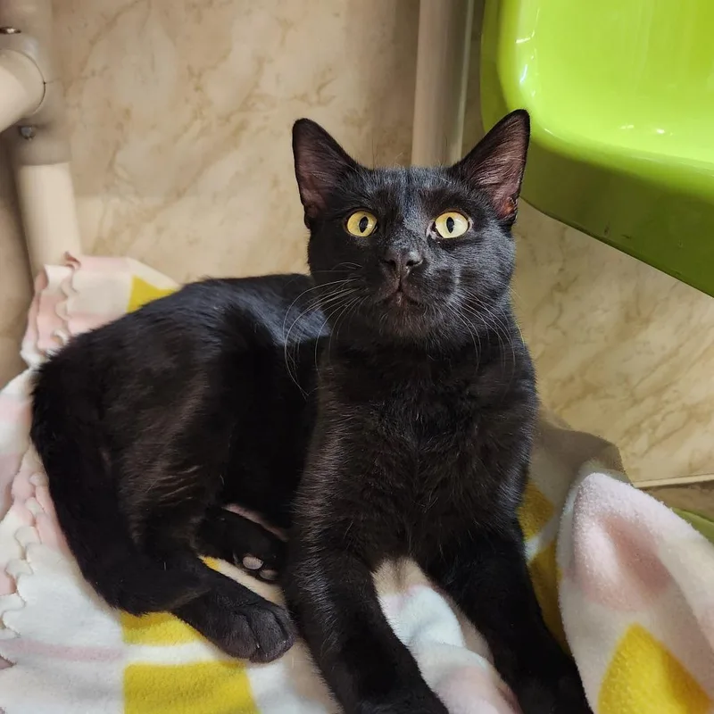 Guinness thumbnail 2