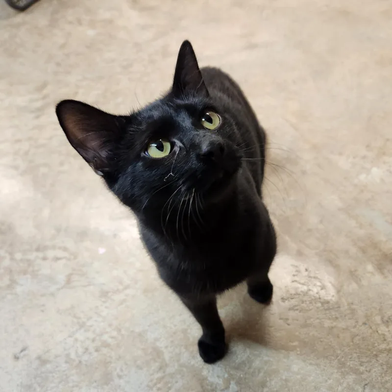 Guinness thumbnail 3