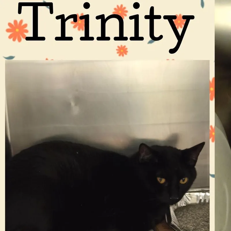 An adult large-sized female Black Domestic Short Hair cat named Trinity for adoption in Wheeling, IL