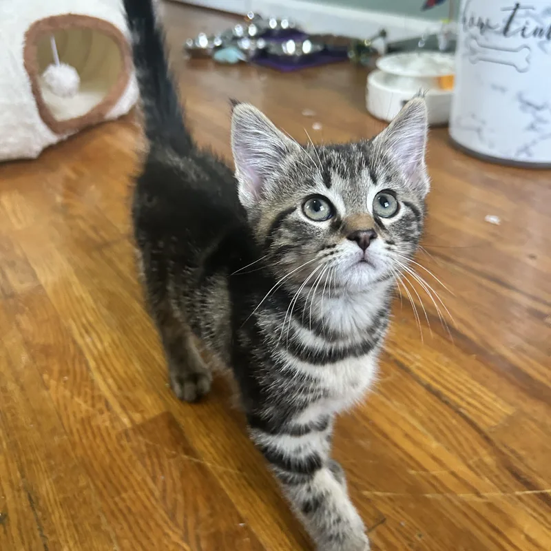 A baby small-sized male Tabby (Brown / Chocolate) Domestic Short Hair cat named Indigo for adoption in Pittsburgh, PA