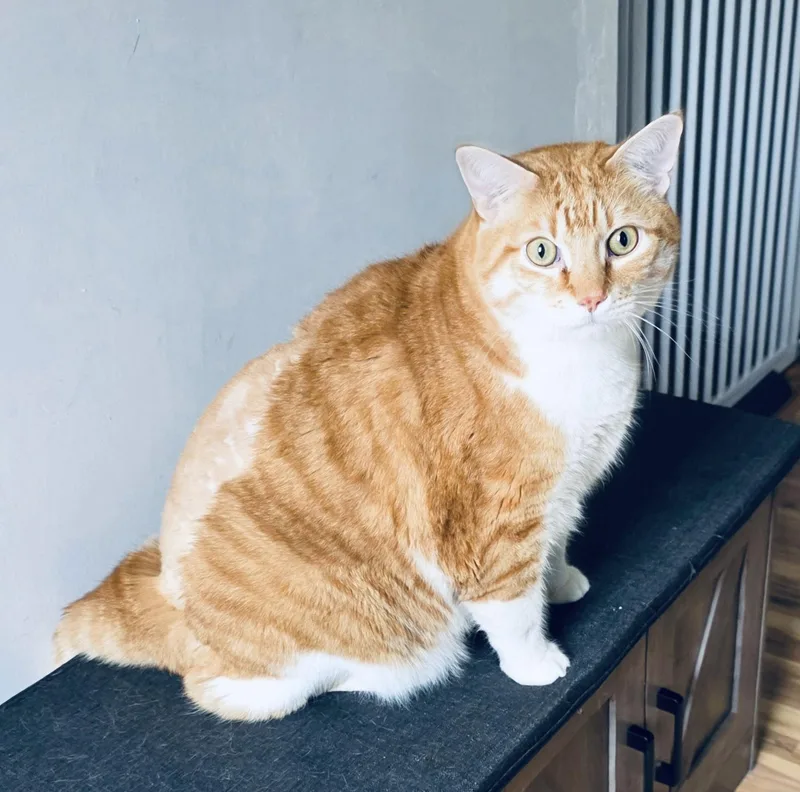 Nacho