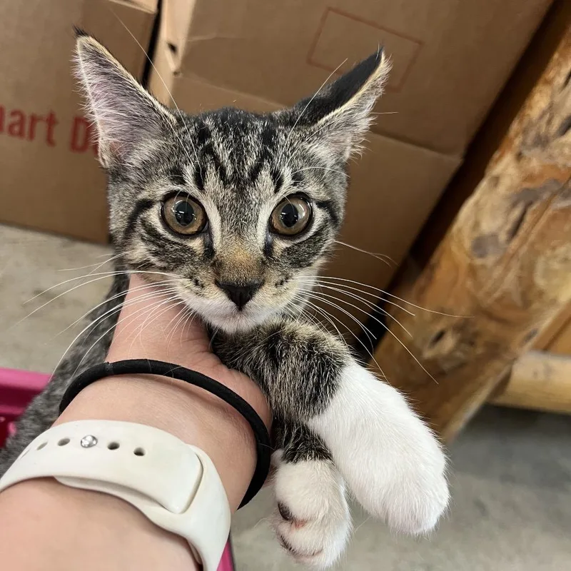 A young small-sized male Gray / Blue / Silver Domestic Short Hair cat named Terence for adoption in Spanish Fork, UT