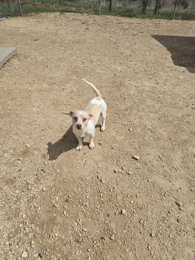 An adult small-sized male Terrier dog named Lester for adoption in Maquoketa, IA