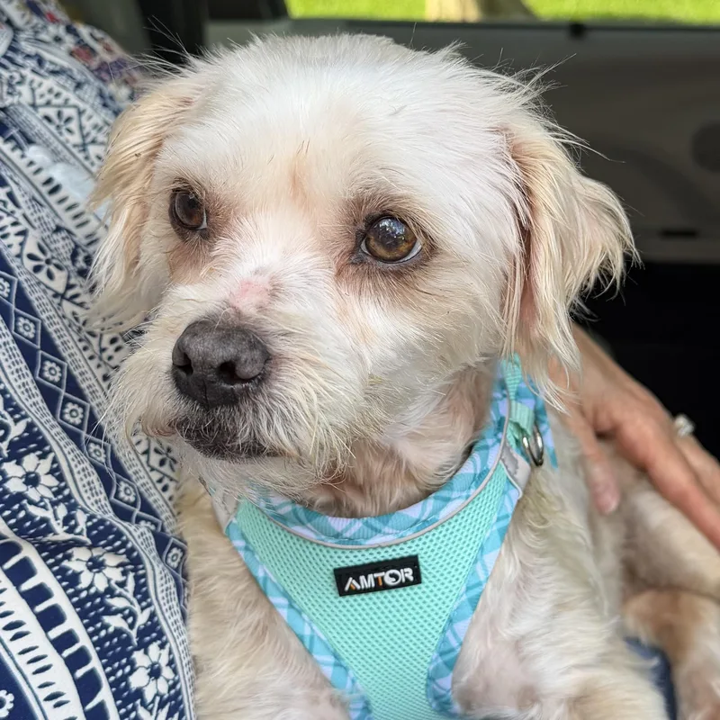 A young small-sized female White / Cream Shih poo dog named Kendra Turner for adoption in Plano, TX