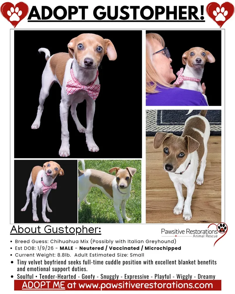 A baby small-sized male Yellow / Tan / Blond / Fawn Chihuahua dog named Gustopher for adoption in Aurora, CO