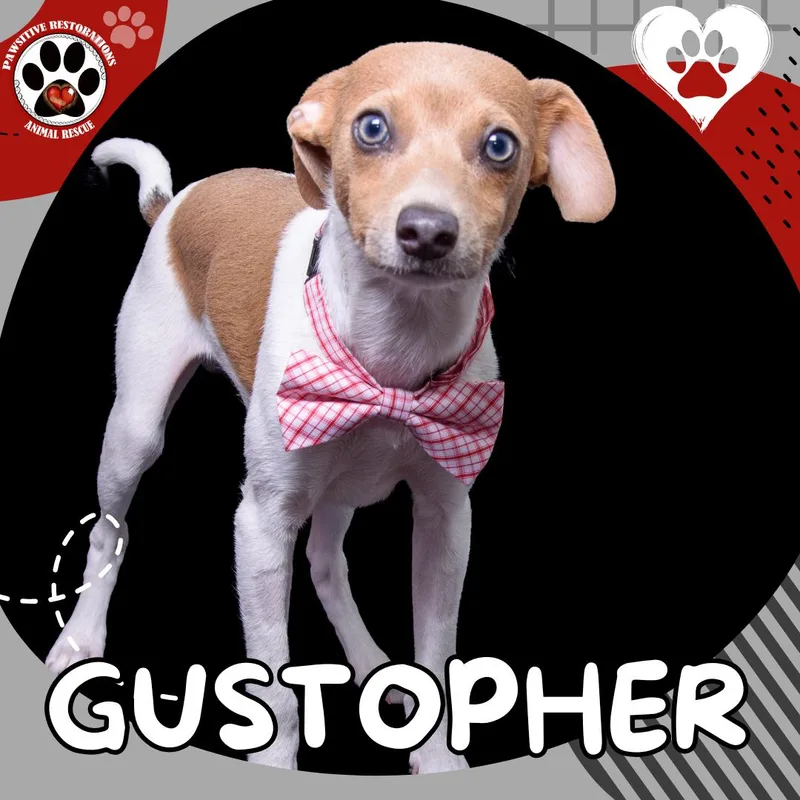 Gustopher thumbnail 3