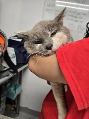 A senior large-sized male Domestic Short Hair cat named Gallagher for adoption in West Chester, PA