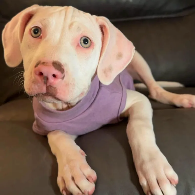 A baby small-sized female Pit Bull Terrier dog named Hannah for adoption in Brainerd, MN