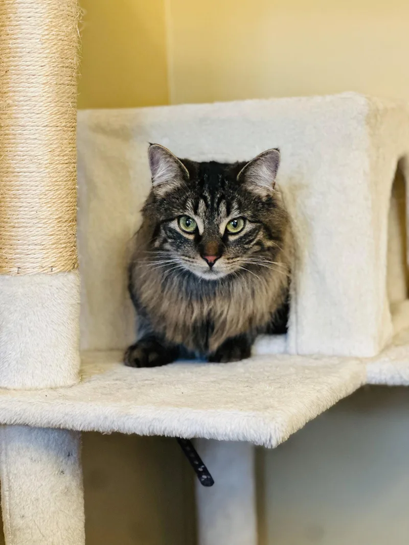 A young medium-sized female Domestic Long Hair cat named Sophie W Gracie for adoption in Stewartsville, NJ