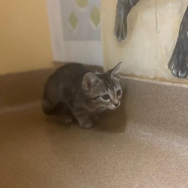 A baby small-sized female Brown / Chocolate Domestic Short Hair cat named Boo for adoption in Naples, FL
