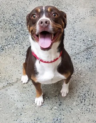 An adult large-sized female Mixed Breed dog named Jessie FKA Dog for adoption in West Chester, PA