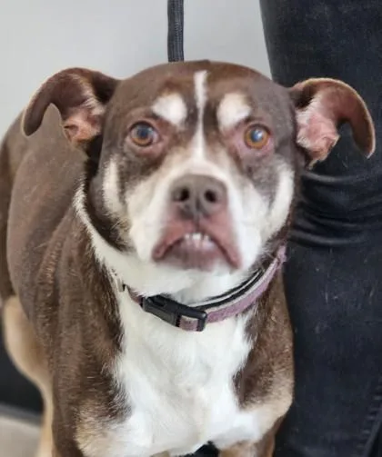 Jessie FKA Dog thumbnail 2