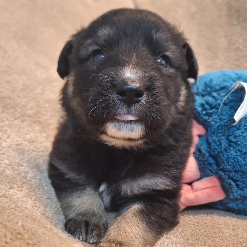 Chuck E Cheese thumbnail 2