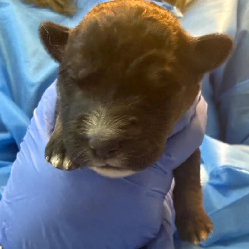 Chuck E Cheese thumbnail 3