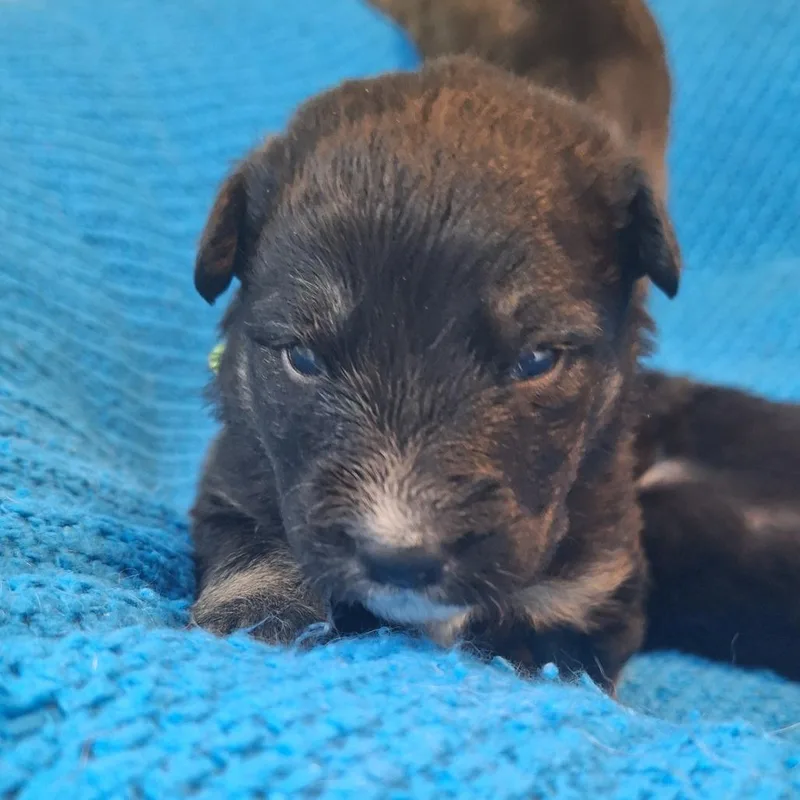 Chuck E Cheese thumbnail 4