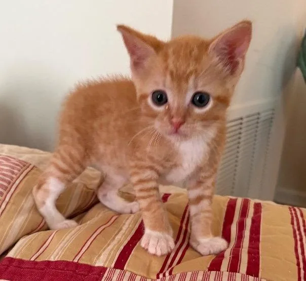 A baby medium-sized male Domestic Short Hair cat named Samosa for adoption in Buford, GA