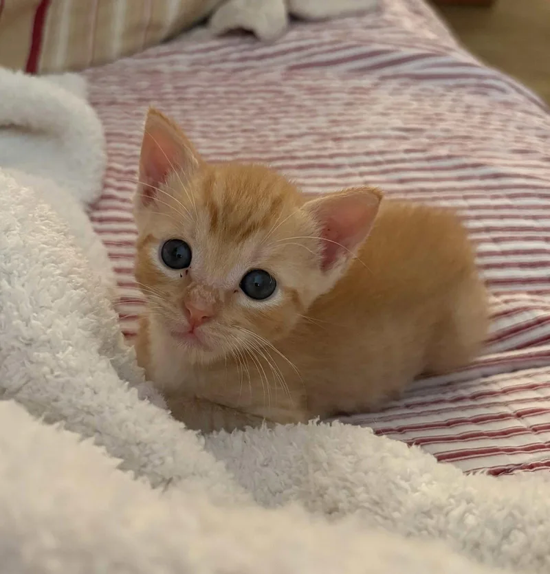 Samosa thumbnail 2