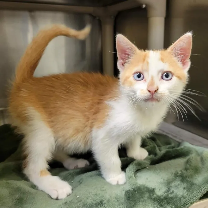 A baby small-sized male Orange / Red Domestic Short Hair cat named Like A Good Neighbor for adoption in Columbia, MO