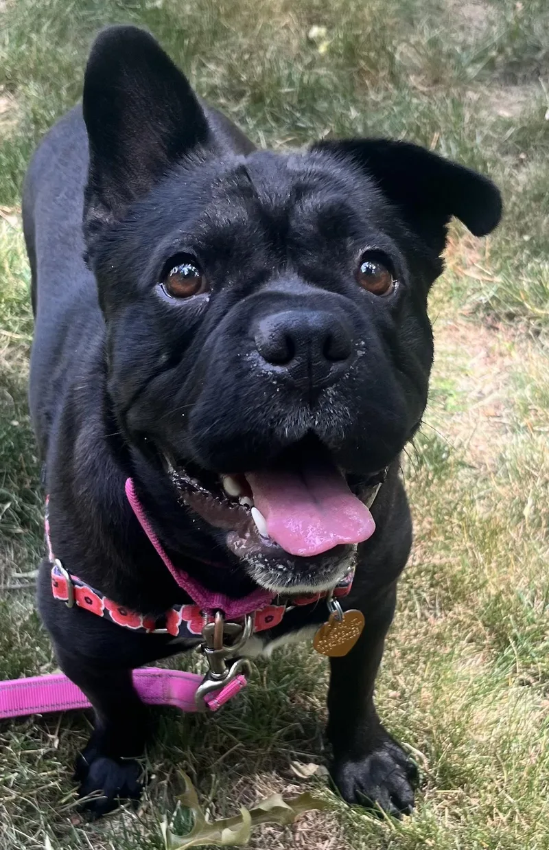 An adult medium-sized male Black Mixed Breed dog named Peppa for adoption in Ridgefield, CT
