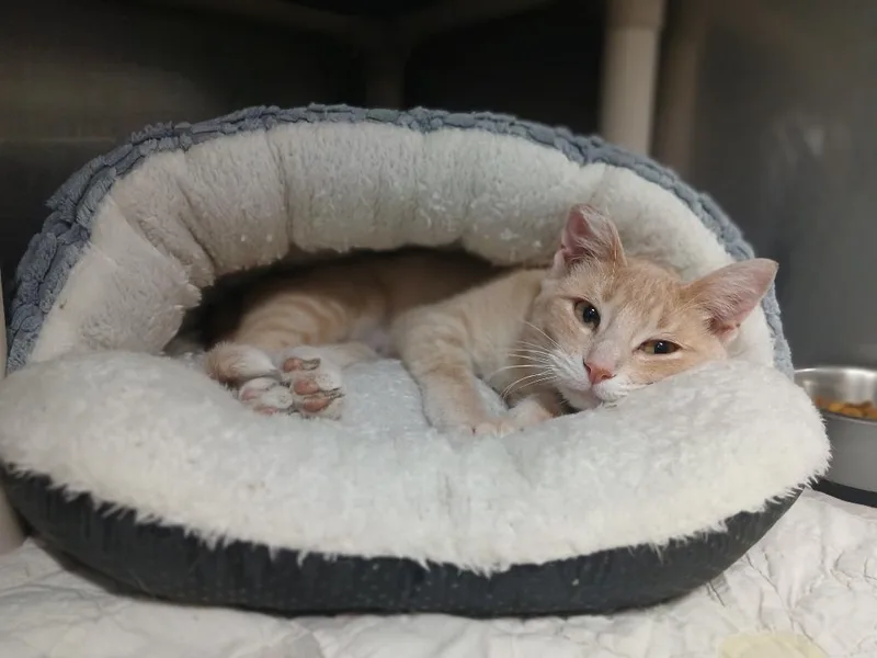 A young small-sized female Domestic Short Hair cat named Davina for adoption in Ladysmith, WI