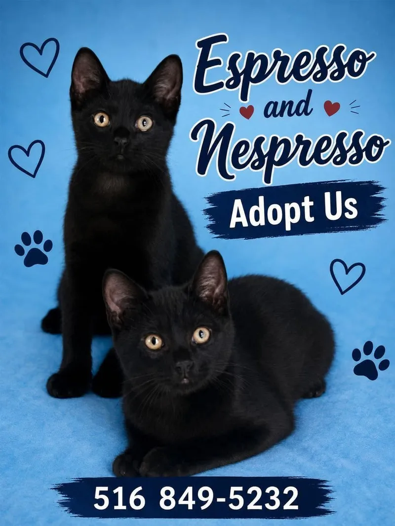 A young medium-sized male Black Domestic Short Hair cat named Espresso for adoption in Bethpage, NY