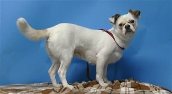 A young small-sized female Pug dog named Bunny for adoption in Gardena, CA