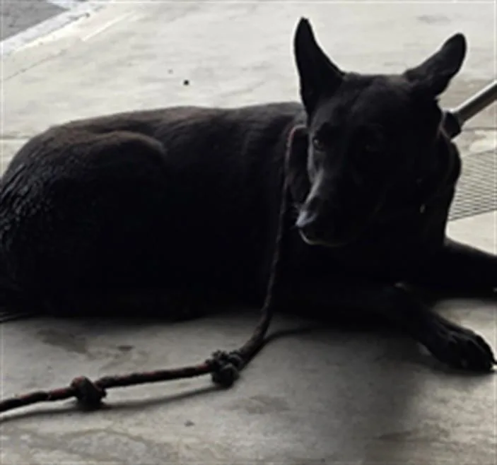 An adult large-sized female German Shepherd Dog dog named B.b. for adoption in Los Angeles, CA