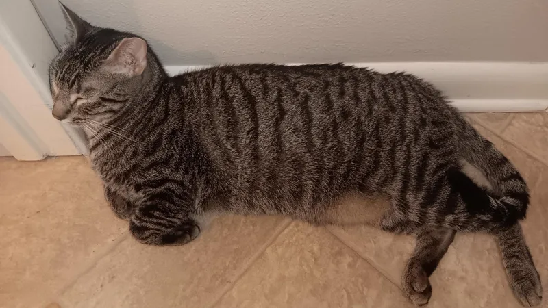 An adult medium-sized male Domestic Short Hair cat named Bubba for adoption in Huffman, TX