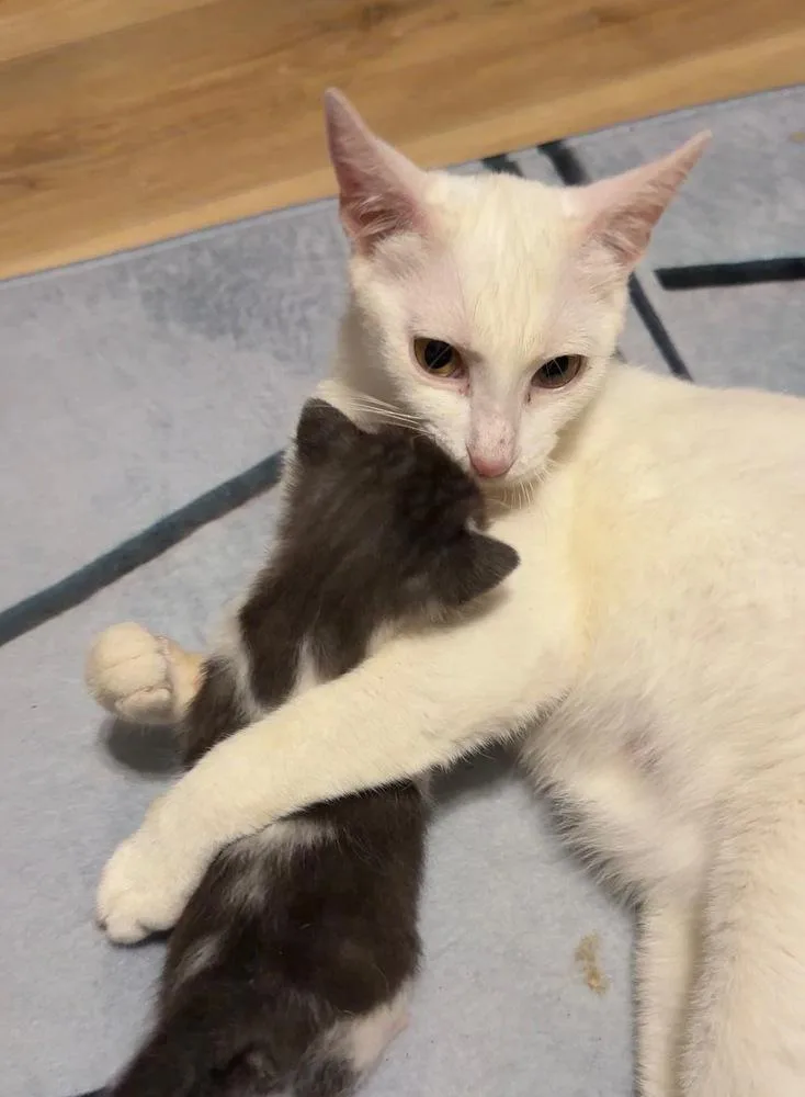 A baby small-sized male Black & White / Tuxedo Domestic Short Hair cat named Bits A for adoption in Ocala, FL
