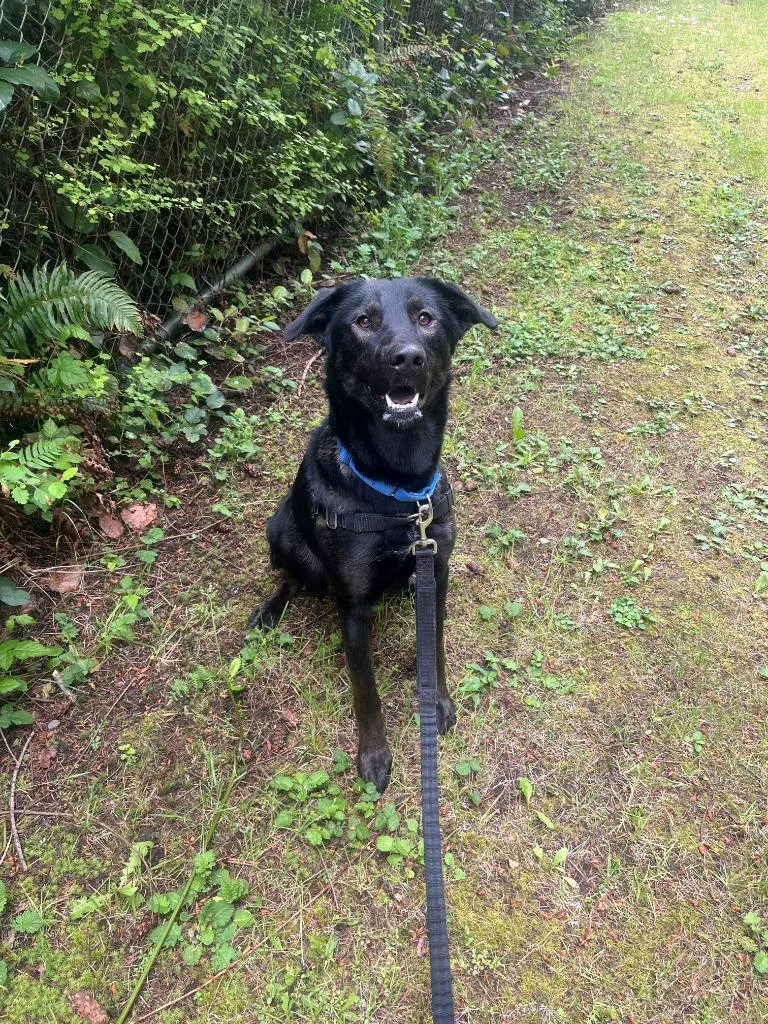 Velma Icd thumbnail 3