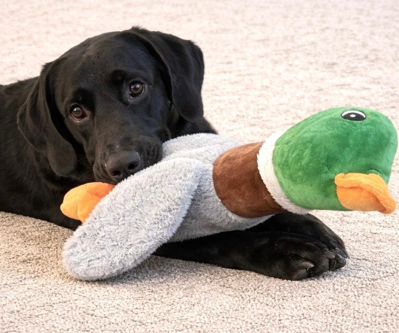 A baby medium-sized male Labrador Retriever dog named Rocky for adoption in Southaven, MS