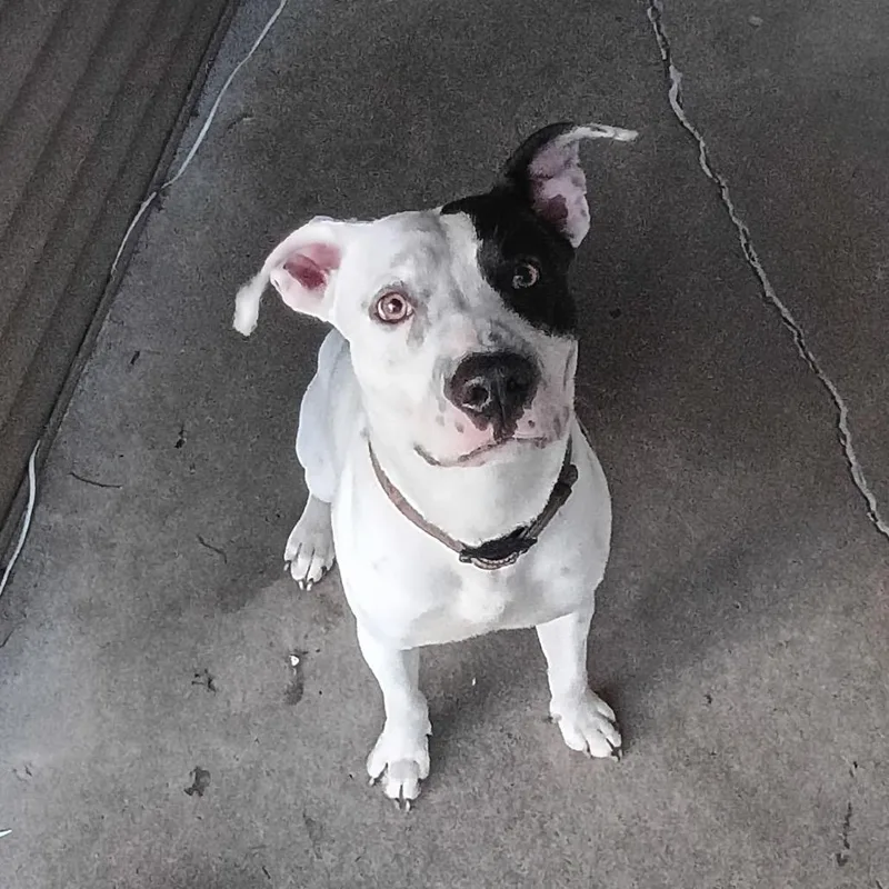 A young medium-sized male White / Cream Mixed Breed dog named Cooper for adoption in Henderson, KY