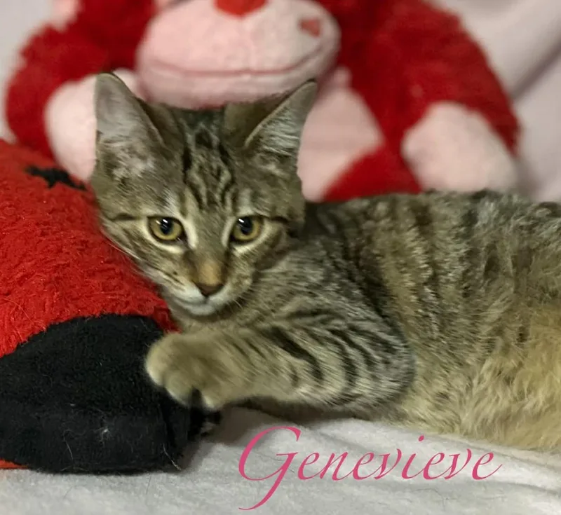 A baby small-sized female Tabby (Brown / Chocolate) Domestic Short Hair cat named Genevieve for adoption in Kent, OH
