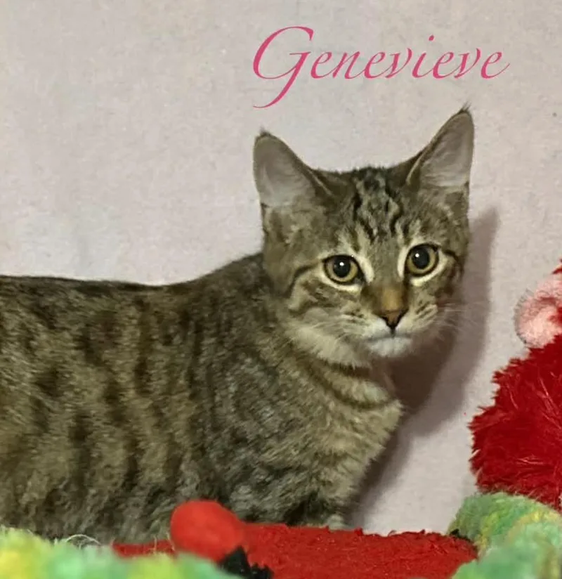 Genevieve thumbnail 4