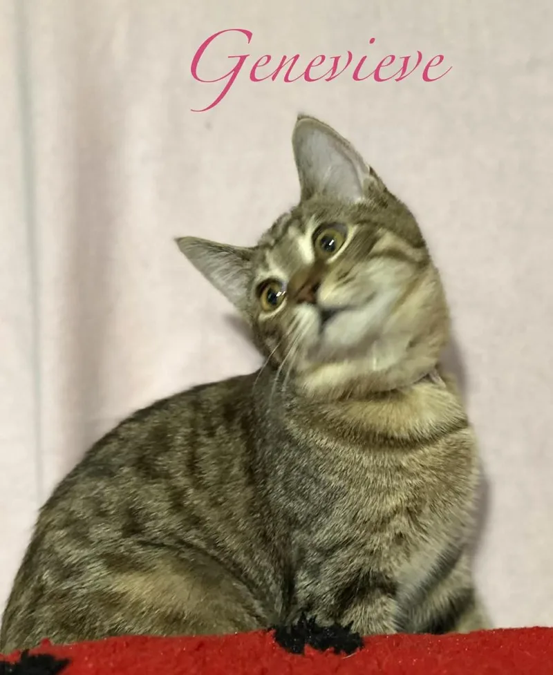 Genevieve thumbnail 5