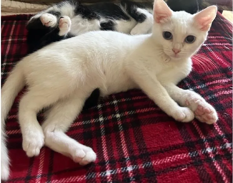 A baby small-sized female White Domestic Short Hair cat named Coconut for adoption in Ashland, KY