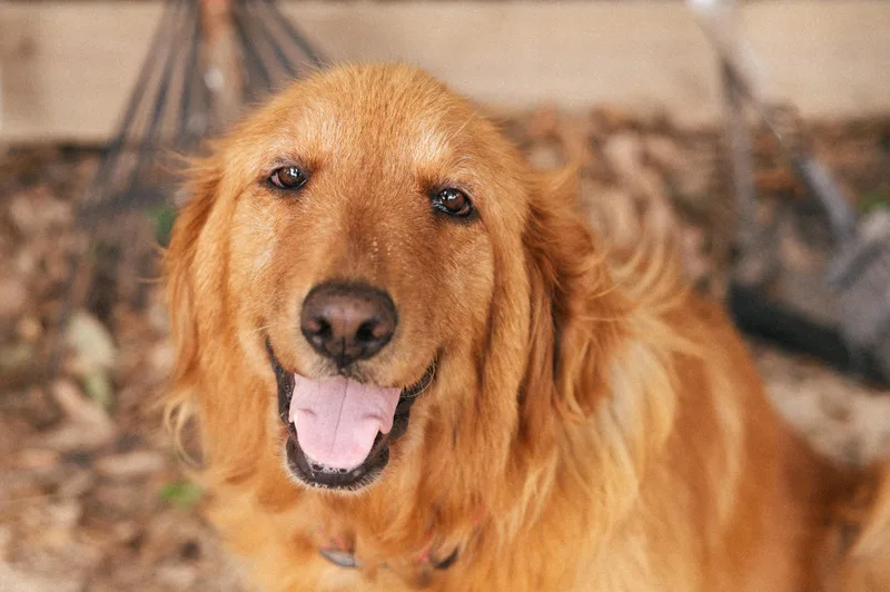An adult medium-sized female Golden Retriever dog named Miley  Ny for adoption in Magnolia, TX