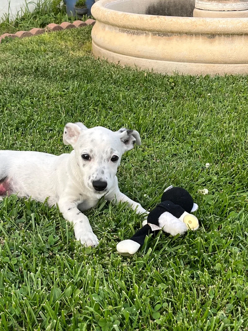 A baby small-sized female Terrier dog named Poppy for adoption in santa monica, CA